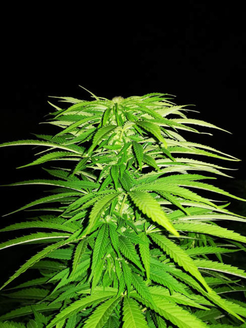 Cash Express (Zamnesia Seeds) feminizovaná