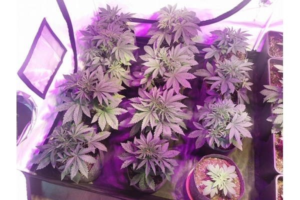 GG#4 (Zamnesia Seeds) feminizovaná