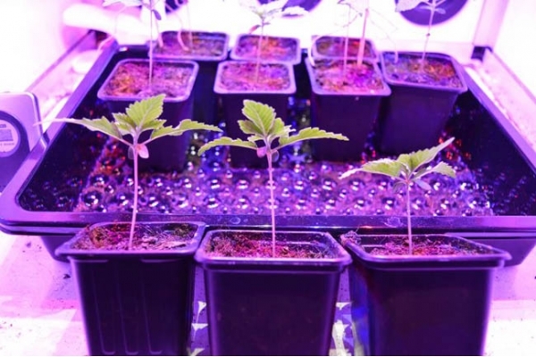 GG#4 (Zamnesia Seeds) feminizovaná