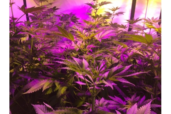 GG#4 (Zamnesia Seeds) feminizovaná