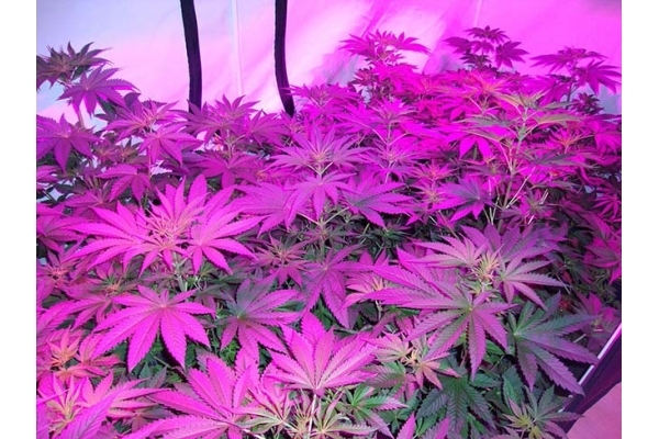 GG#4 (Zamnesia Seeds) feminizovaná