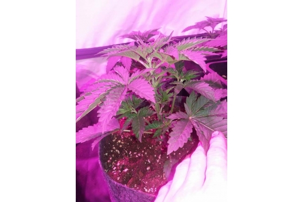 GG#4 (Zamnesia Seeds) feminizovaná