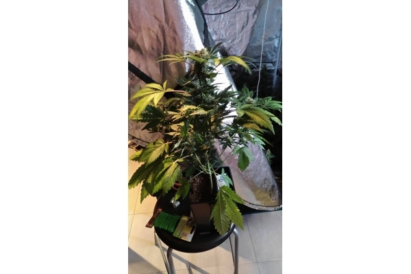 GG#4 (Zamnesia Seeds) feminizovaná