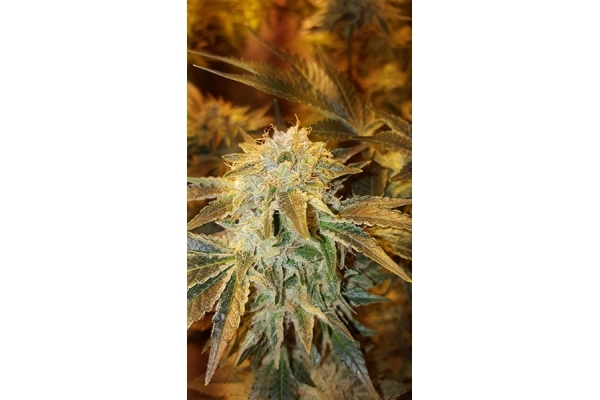 GG#4 (Zamnesia Seeds) feminizovaná