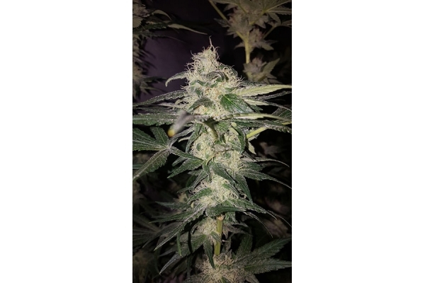 GG#4 (Zamnesia Seeds) feminizovaná