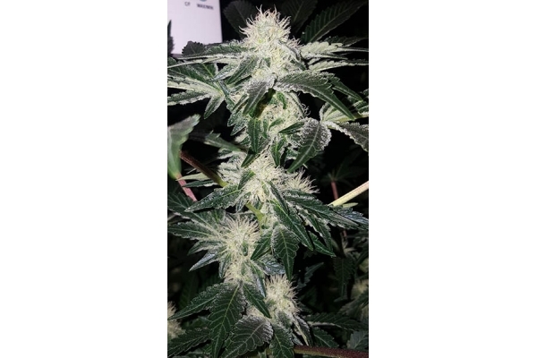 GG#4 (Zamnesia Seeds) feminizovaná