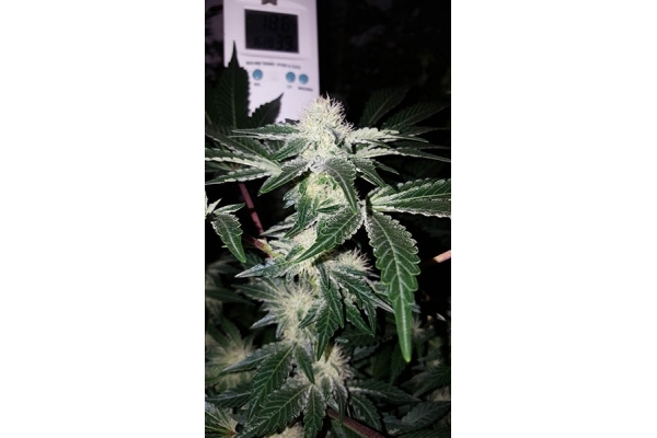 GG#4 (Zamnesia Seeds) feminizovaná