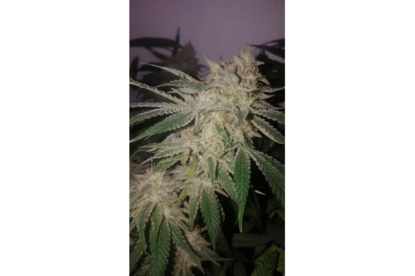 GG#4 (Zamnesia Seeds) feminizovaná