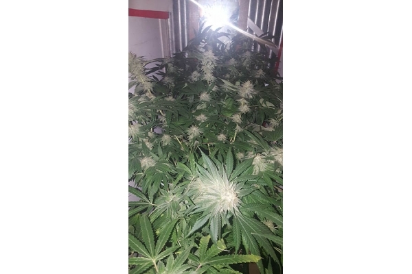 GG#4 (Zamnesia Seeds) feminizovaná
