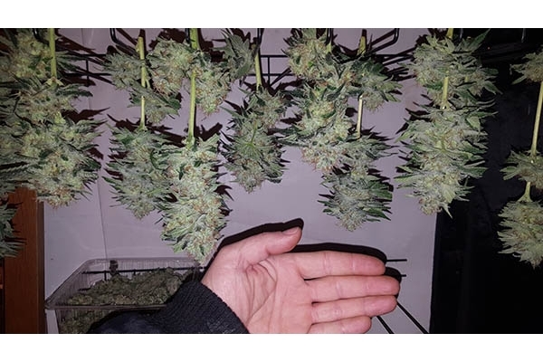GG#4 (Zamnesia Seeds) feminizovaná