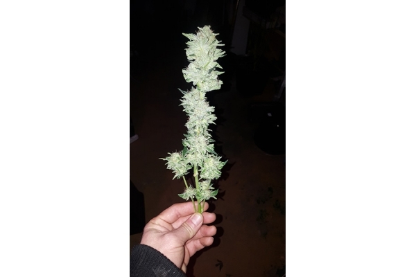 GG#4 (Zamnesia Seeds) feminizovaná