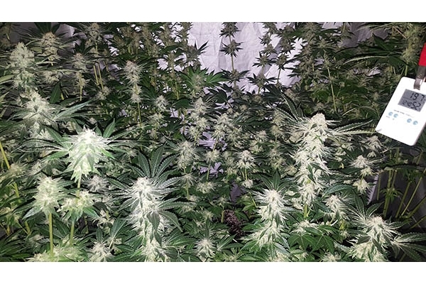 GG#4 (Zamnesia Seeds) feminizovaná