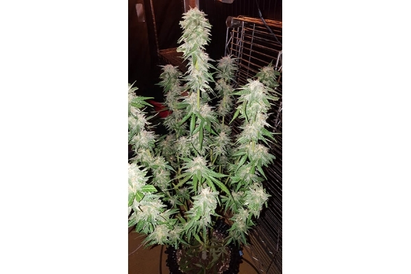 GG#4 (Zamnesia Seeds) feminizovaná