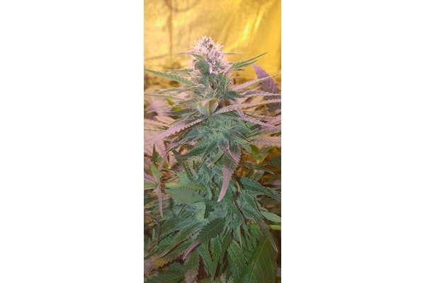 GG#4 (Zamnesia Seeds) feminizovaná