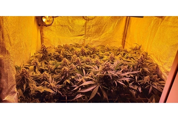 GG#4 (Zamnesia Seeds) feminizovaná