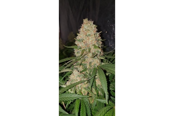 GG#4 (Zamnesia Seeds) feminizovaná