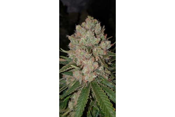 GG#4 (Zamnesia Seeds) feminizovaná