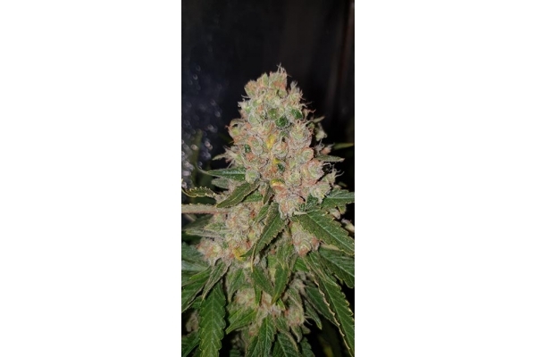 GG#4 (Zamnesia Seeds) feminizovaná