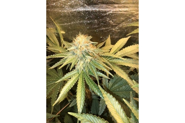 GG#4 (Zamnesia Seeds) feminizovaná