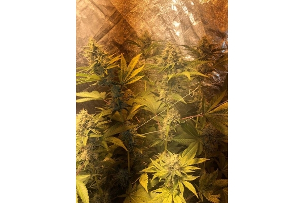 GG#4 (Zamnesia Seeds) feminizovaná