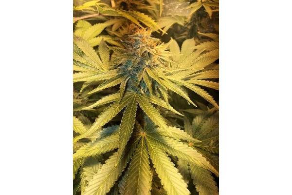 GG#4 (Zamnesia Seeds) feminizovaná