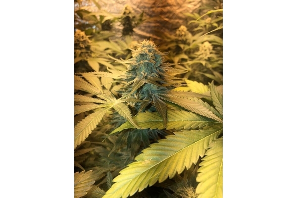GG#4 (Zamnesia Seeds) feminizovaná