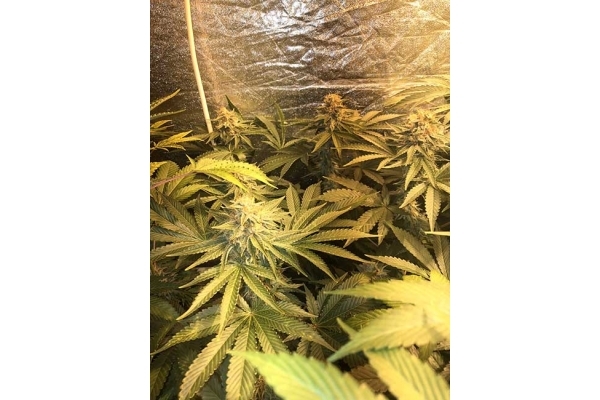 GG#4 (Zamnesia Seeds) feminizovaná