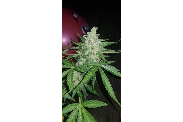 GG#4 (Zamnesia Seeds) feminizovaná