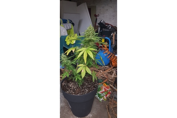 GG#4 (Zamnesia Seeds) feminizovaná
