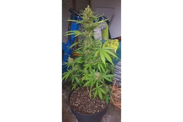 GG#4 (Zamnesia Seeds) feminizovaná