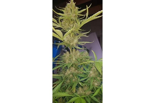 GG#4 (Zamnesia Seeds) feminizovaná
