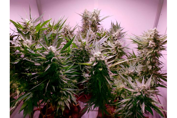 GG#4 (Zamnesia Seeds) feminizovaná