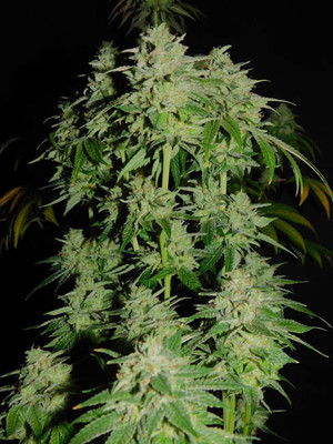 Tangerine G13 (Amsterdam Genetics) feminizovaná