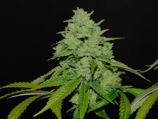 Tangerine G13 (Amsterdam Genetics) feminizovaná