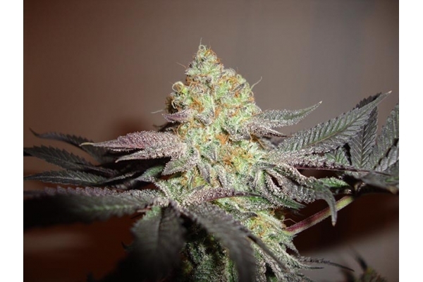 Girl Scout Cookies (Zamnesia Seeds) feminizovaná