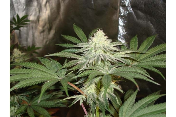 Girl Scout Cookies (Zamnesia Seeds) feminizovaná