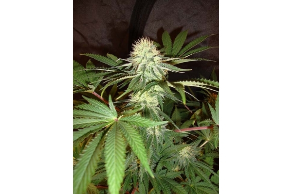 Girl Scout Cookies (Zamnesia Seeds) feminizovaná