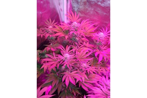 Girl Scout Cookies (Zamnesia Seeds) feminizovaná