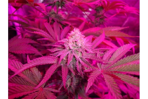 Girl Scout Cookies (Zamnesia Seeds) feminizovaná