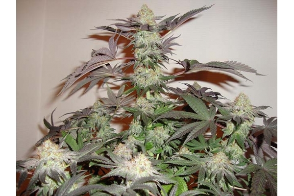 Girl Scout Cookies (Zamnesia Seeds) feminizovaná