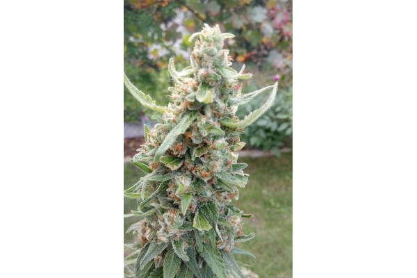 Girl Scout Cookies (Zamnesia Seeds) feminizovaná