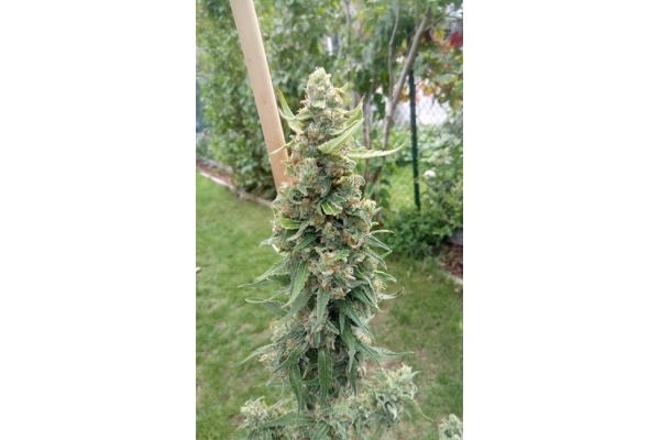 Girl Scout Cookies (Zamnesia Seeds) feminizovaná