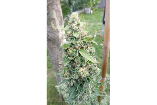 Girl Scout Cookies (Zamnesia Seeds) feminizovaná