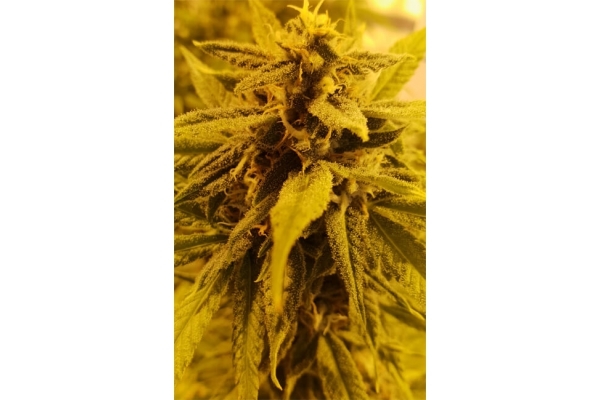 Girl Scout Cookies (Zamnesia Seeds) feminizovaná