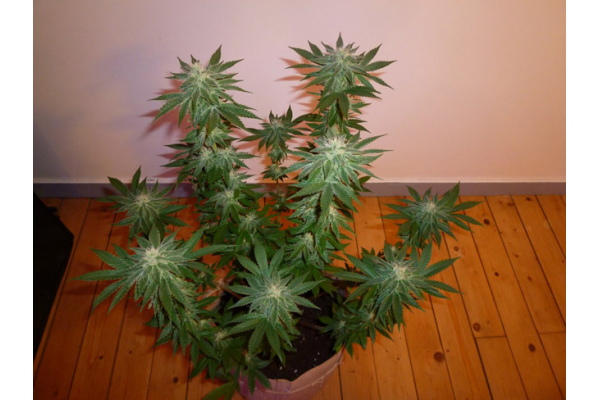 Girl Scout Cookies (Zamnesia Seeds) feminizovaná