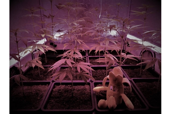 Banana (Zamnesia Seeds) feminizovaná