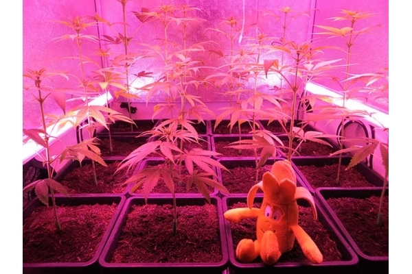 Banana (Zamnesia Seeds) feminizovaná