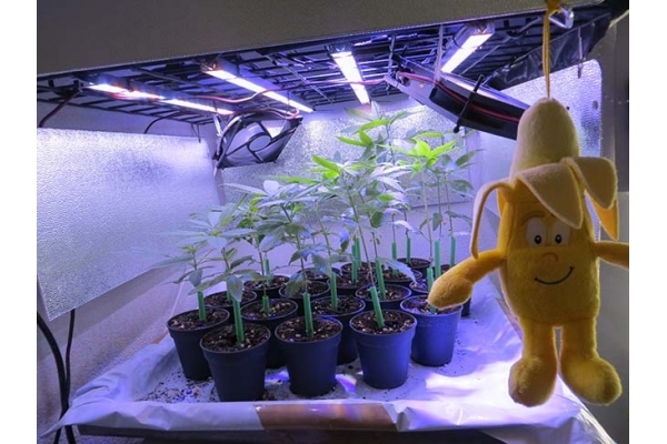 Banana (Zamnesia Seeds) feminizovaná