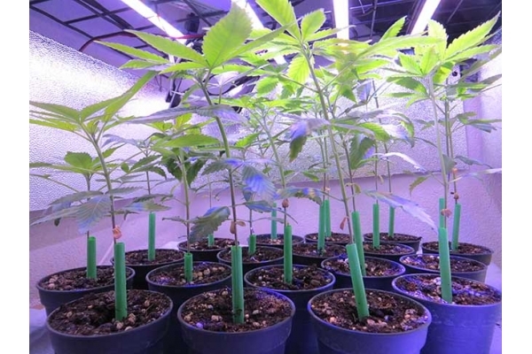 Banana (Zamnesia Seeds) feminizovaná