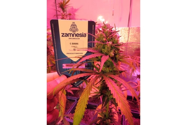Banana (Zamnesia Seeds) feminizovaná